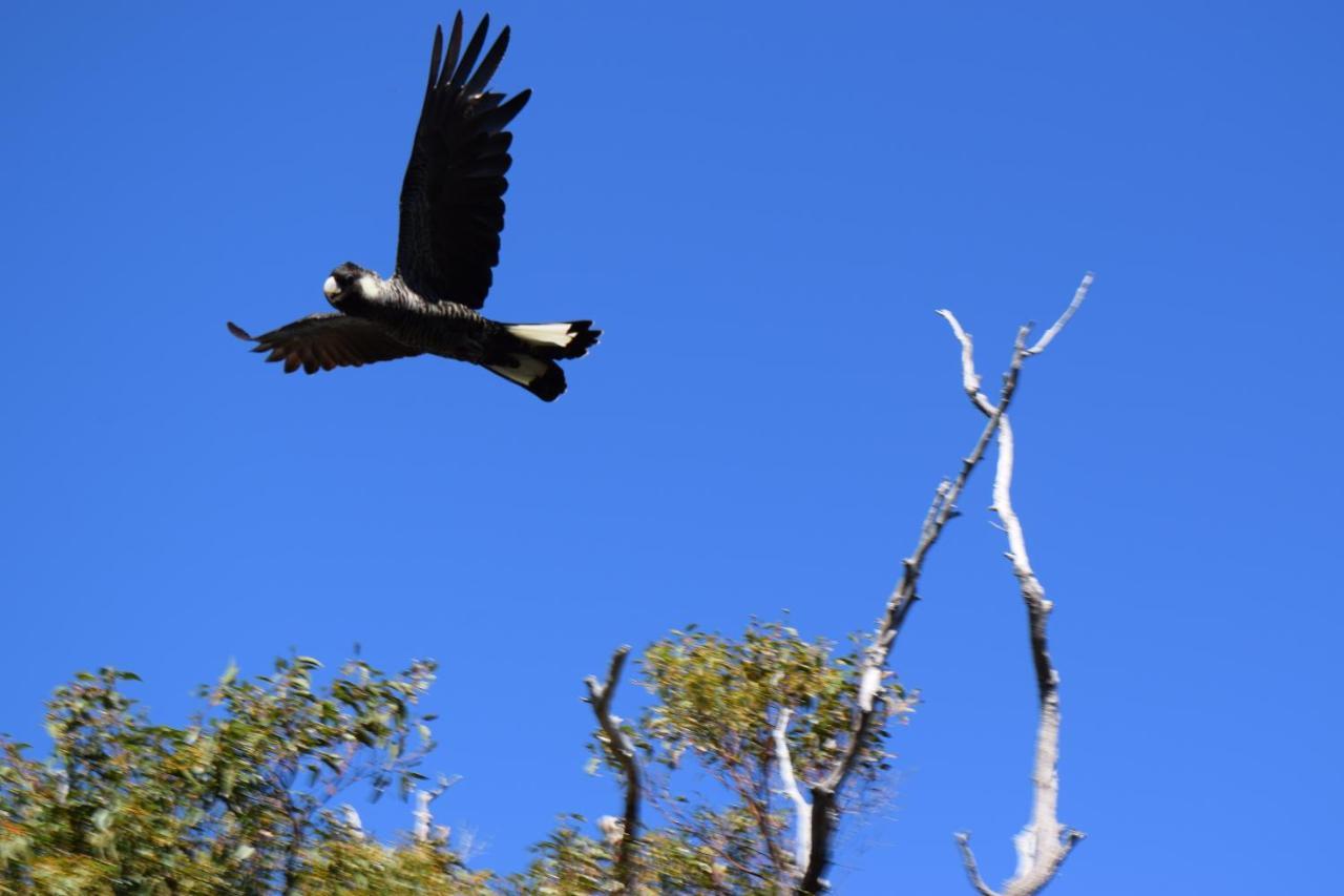 Eagle Bay House Bed and Breakfast Dunsborough Buitenkant foto